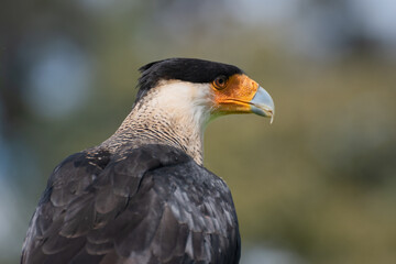Caracara plancus or Crested Caracara standing on a branch watching over the hills
