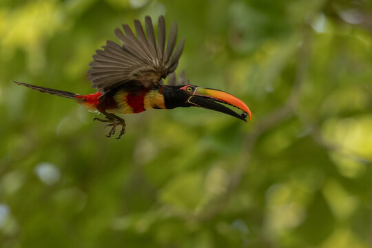 Feuerschnabelarassari Flug (Fiery-billed Aracari) Costa Rica