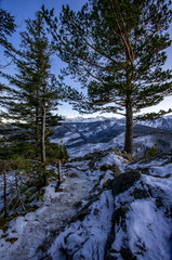 mountains in the forest