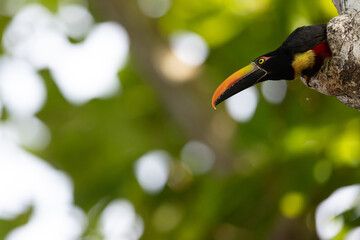 Feuerschnabelarassari (Fiery-billed Aracari) Costa Rica © Duest