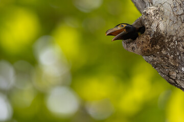 Fototapeta premium Feuerschnabelarassari Jungvogel (Fiery-billed Aracari) Costa Rica
