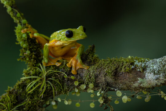 Gleitende Laubfrosch (gliding leaf frog | Agalychnis spurrelli) Costa Rica