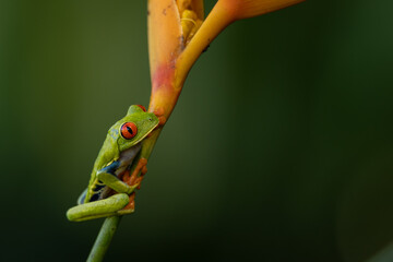 Rotaugenlaubfrosch (Red-eyed tree frog | Agalychnis callidryas) Costa Rica