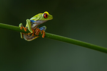 Rotaugenlaubfrosch (Red-eyed tree frog | Agalychnis callidryas) Costa Rica