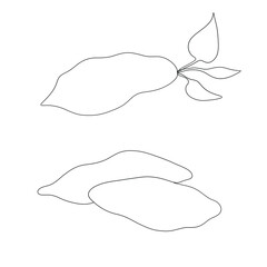 Fototapeta premium One continuous line sweet potato. Hand drawn vector illustration isolated on white background. 