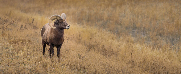 Bighorn sheep