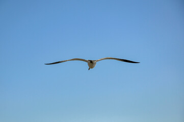 seagull in the sky
