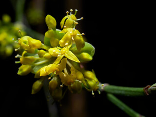 close up of yellow flower