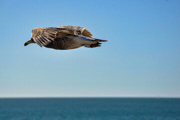 Seagull (Larus Atlanticus) with plastic identification ring, flying in the sky