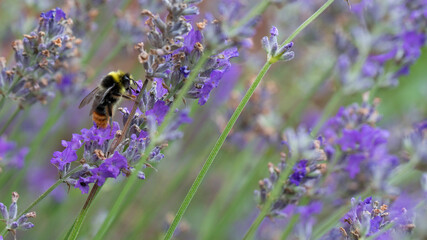 Early Bumblebee feeding on nectar from lavender flowers