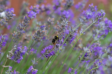 Early Bumblebee feeding on nectar from lavender flowers