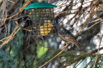 a pair of European starlings on a feeder
