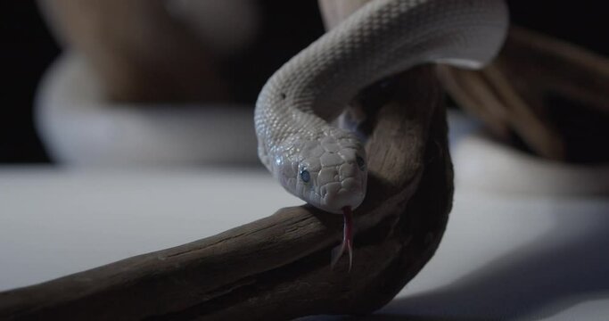 View of the head of an opal corn snake crawling on a tree branch, danger, 4k