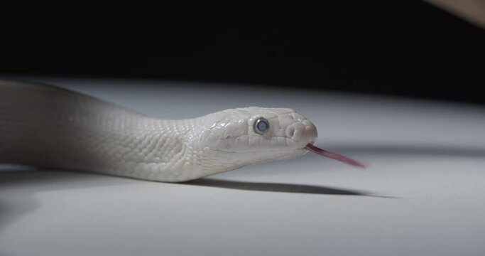 Opal corn snake close up of the face with tongue touching the ground, 4k
