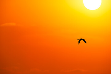 Beautiful Sunset Bird Inspirational Nature Silhouette