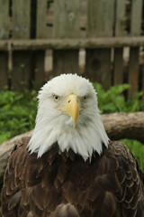 Eagle Eye