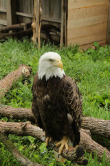 Perched Eagle
