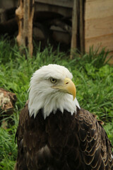 Proud Eagle