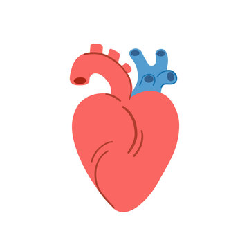 Simple cartoon anatomical heart, isolated on white background. Hand drawn vector illustration.