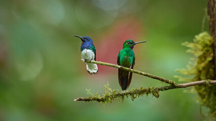 Hummingbirds, Ecuador © Nino