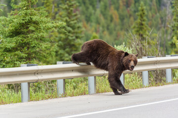 A grizzly bear climbs over a highway guard rail and enters the highway.  The animal has its front paws on the roadway and its back legs on the barrier.