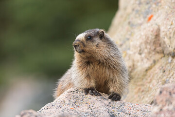 A hoary marmot sitting on a large boulder while watching its surroundings.  The rodent is in the Canadian Rockies of Alberta Canada