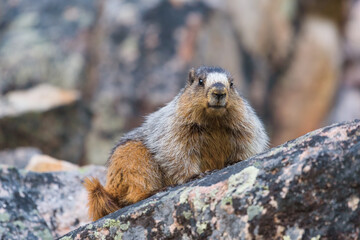 A hoary marmot rests on a colorful rock in the Canadian Rockies on a spring evening.  Colorful lichen are on the rock