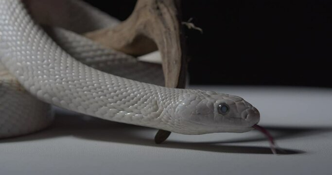 Stunning opal snake is looking around, white snake in the studio, 4k