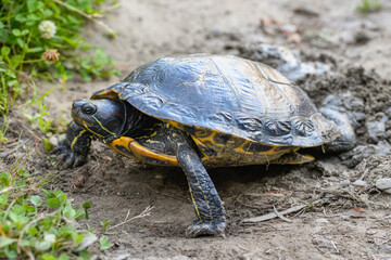 A Red eared slider turtle spreads her front legs for leverage as she digs a nest cavity with her rear feet.  She is on the bank of a lake in Western Washington State
