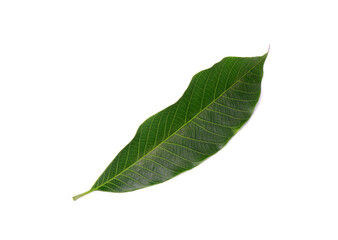 Rubber tree leaf isolated on white background. Para rubber tree (Hevea brasiliensis), also known as...