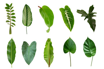 Set of  tropical green leaves isolated on white background.