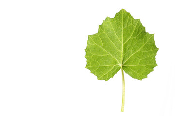 Pumpkin leaves isolated on white background.