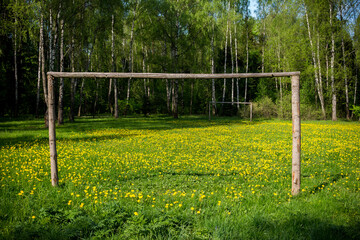Football field in the forest overgrown with bright dandelions