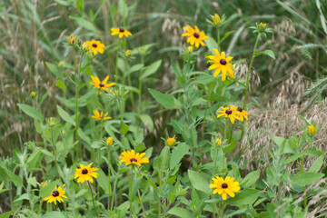 yellow black-eyed Susan flowers