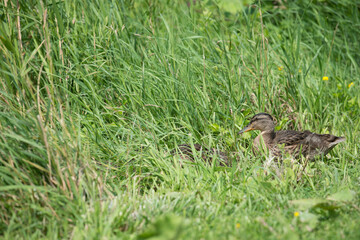 Naklejka na ściany i meble young ducks in the grass
