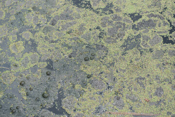 backgrounds - scum on the surface of a pond