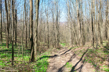 Fototapeta na wymiar Footpath in the spring forest . Springtime woodland 