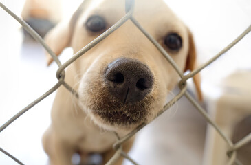 Dog Shelter Adopt Black White