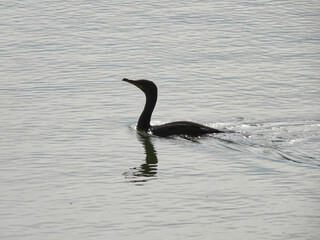 Double Crested Cormorant Swimming: A double crested cormorant swimming across the lake on an early summer morning