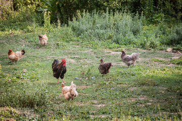 Selective blur on a brown rooster, or cock, standing in the middle of a farmyard, surrounded by younger hens and chickens, that are under his responsibility. ..