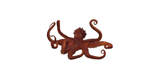 beautiful red octopus on a white background