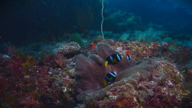 Clark's anemonefish is Amphiprioninae of Genus Amphiprion fish in natural habitat of tropical waters of Indian ocean at Maldives, scubadiving 4k shot with professional light