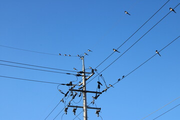 Birds congregating on telephone pole and power lines