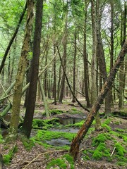Obraz premium Forest