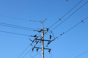 Magpies congregating on power lines around a telephone pole