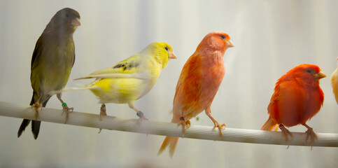 Four canary birds (Serinus canaria) sitting in a branch - obrazy, fototapety, plakaty