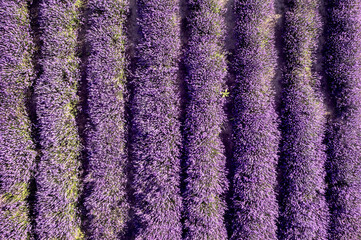 Lavender manor on a sunny day.