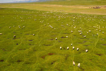 Obraz premium Sheep on the prairie with blue sky.