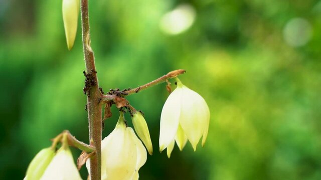 Group of small hard working ants on jukka (yucca) flower during sunny summer day in the garden.
