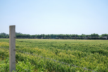 Fototapeta premium The large tracts of wheat fields gradually turn from green to yellow